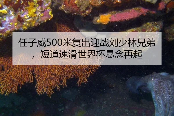 任子威500米复出迎战刘少林兄弟，短道速滑世界杯悬念再起